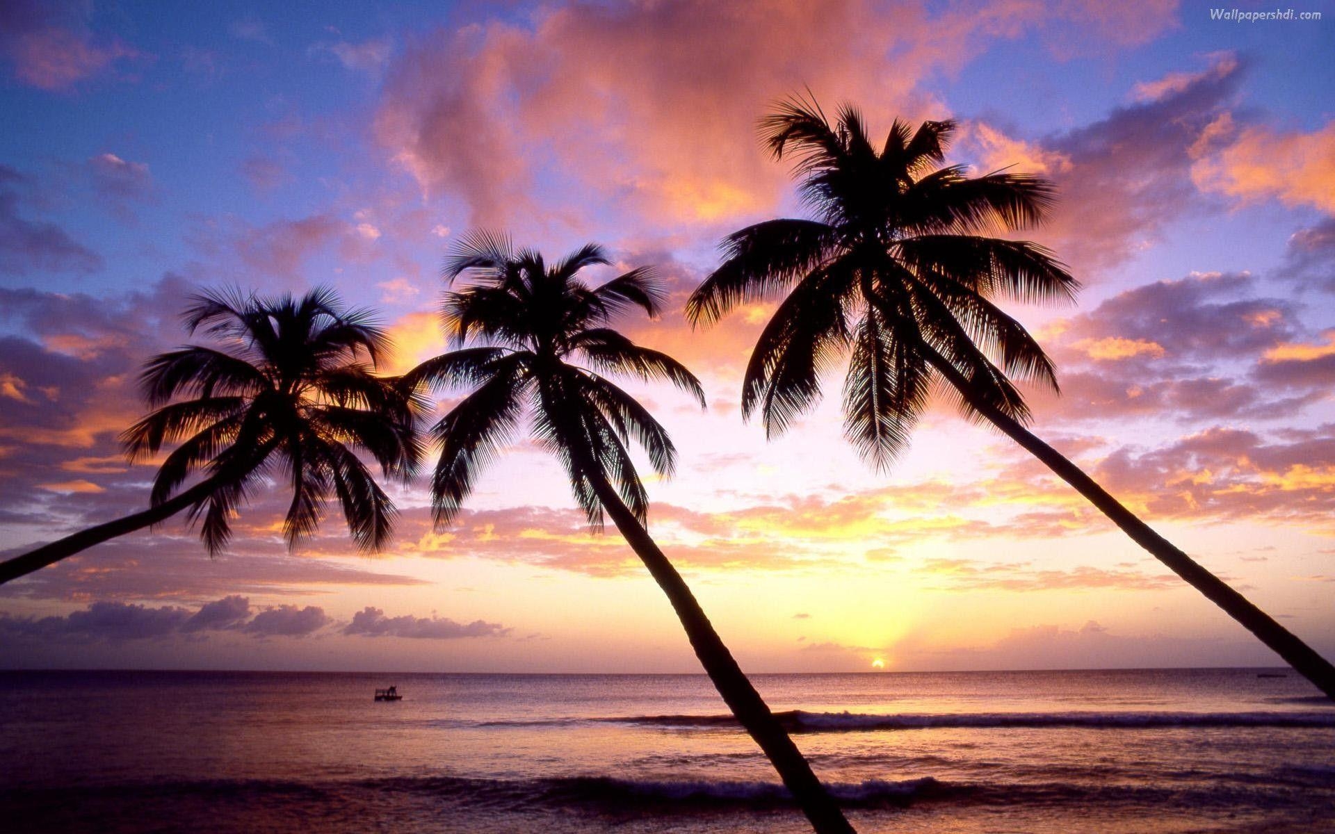 1920x1200 palm tree wallpaper desktop, Desktop