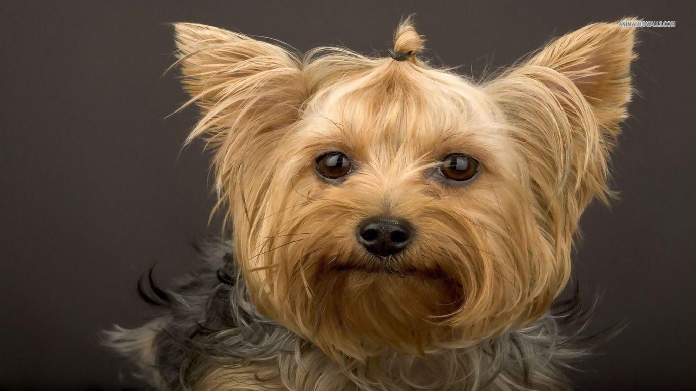 1370x770 Yorkshire Terrier wallpaper #, Desktop