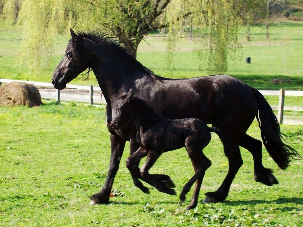 1030x770 mom and foal. Horses, Friesian horse, Horse wallpaper, Desktop