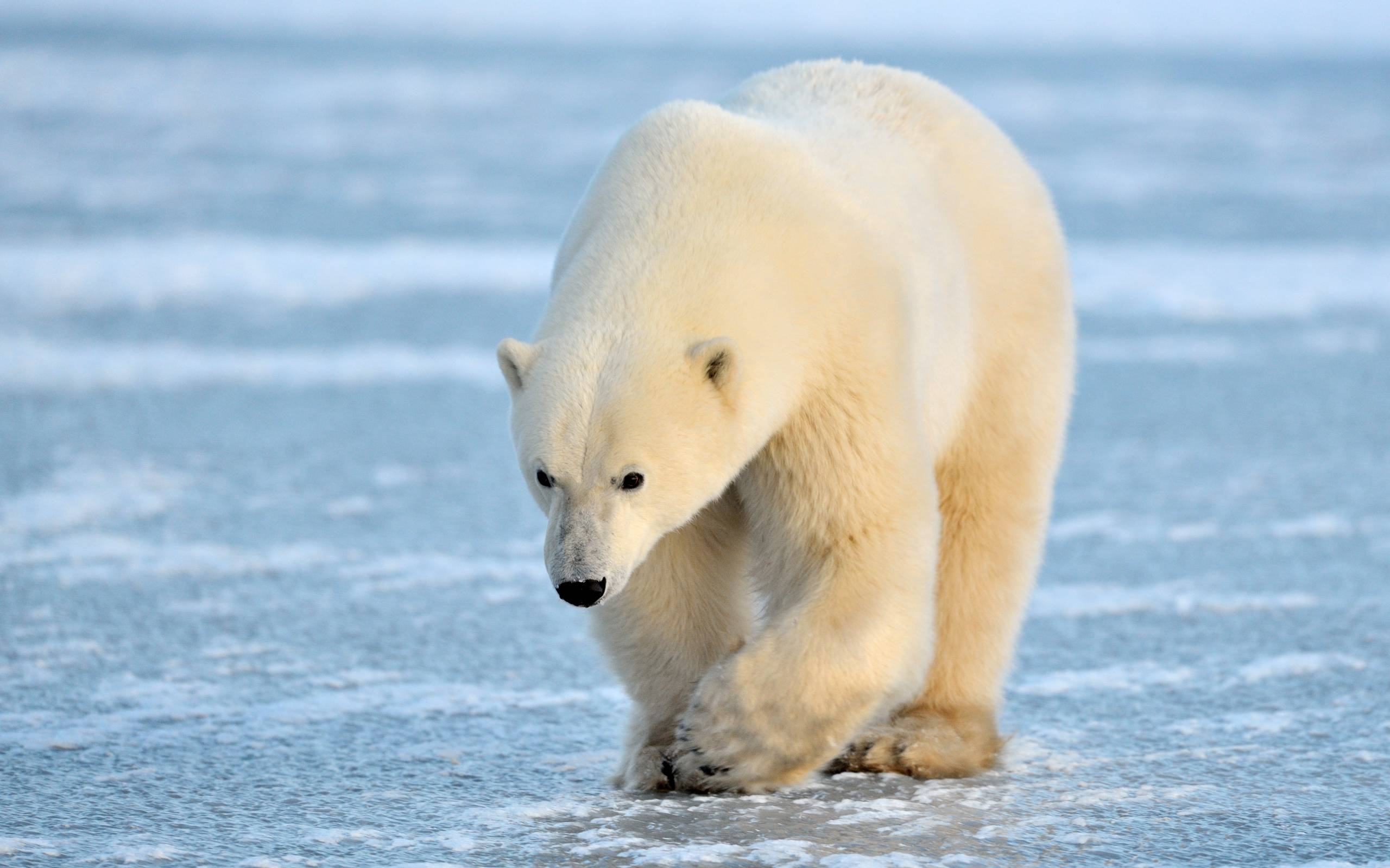 2560x1600 Polar Bear Wallpaper, Best HD Image, Top Bear Wallpaper, Desktop