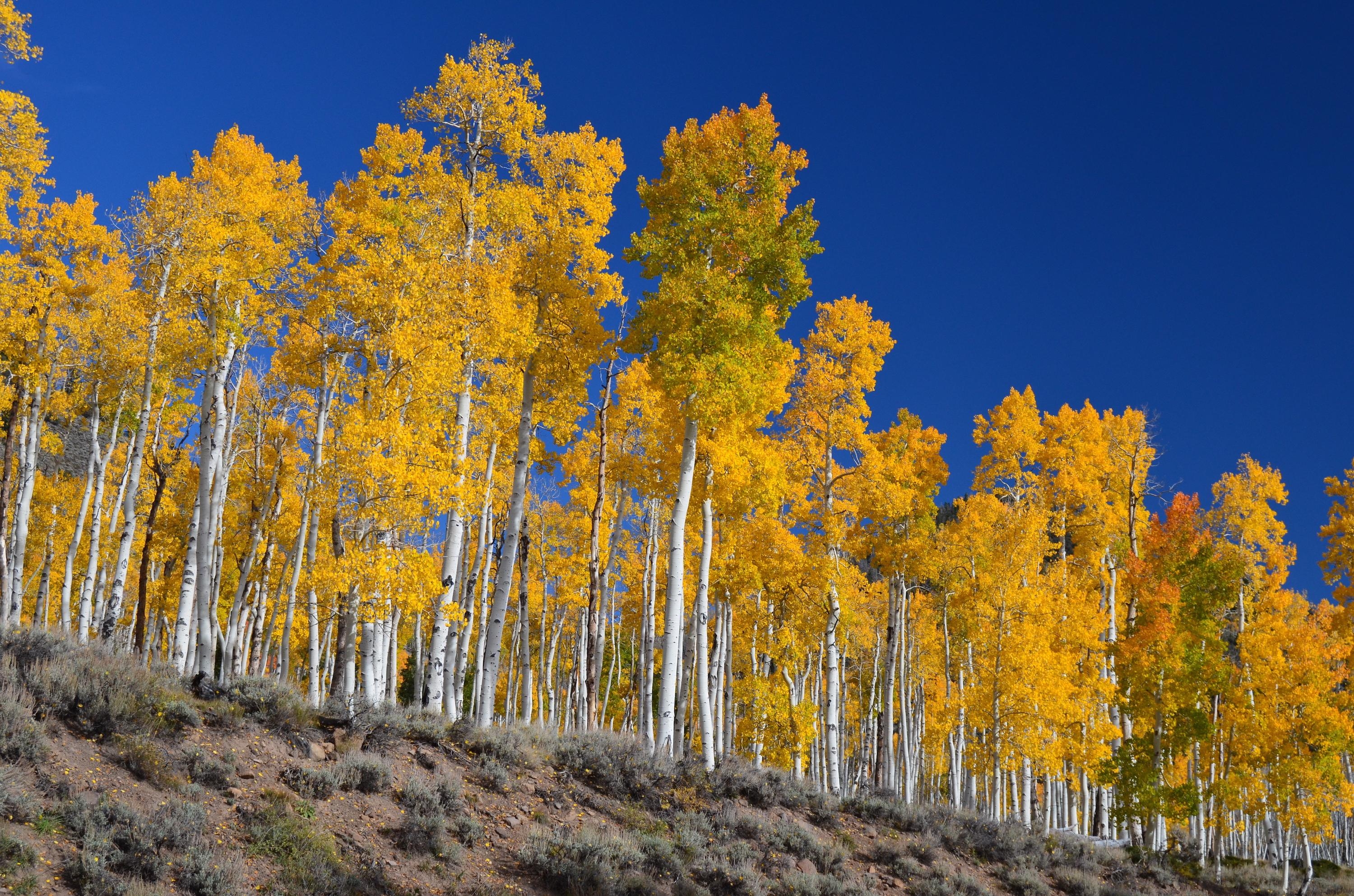 3000x1990 Picture of the Week: Pando, One of Earth's Largest Living, Desktop