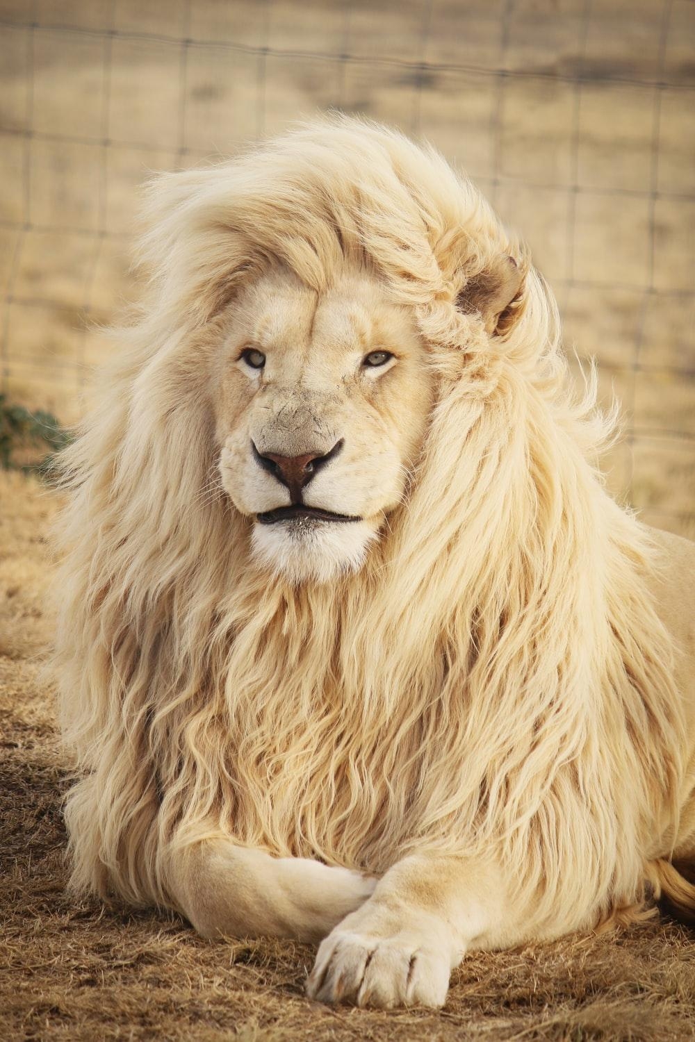 1000x1500 Lion Wallpaper: Free HD Download [HQ], Phone