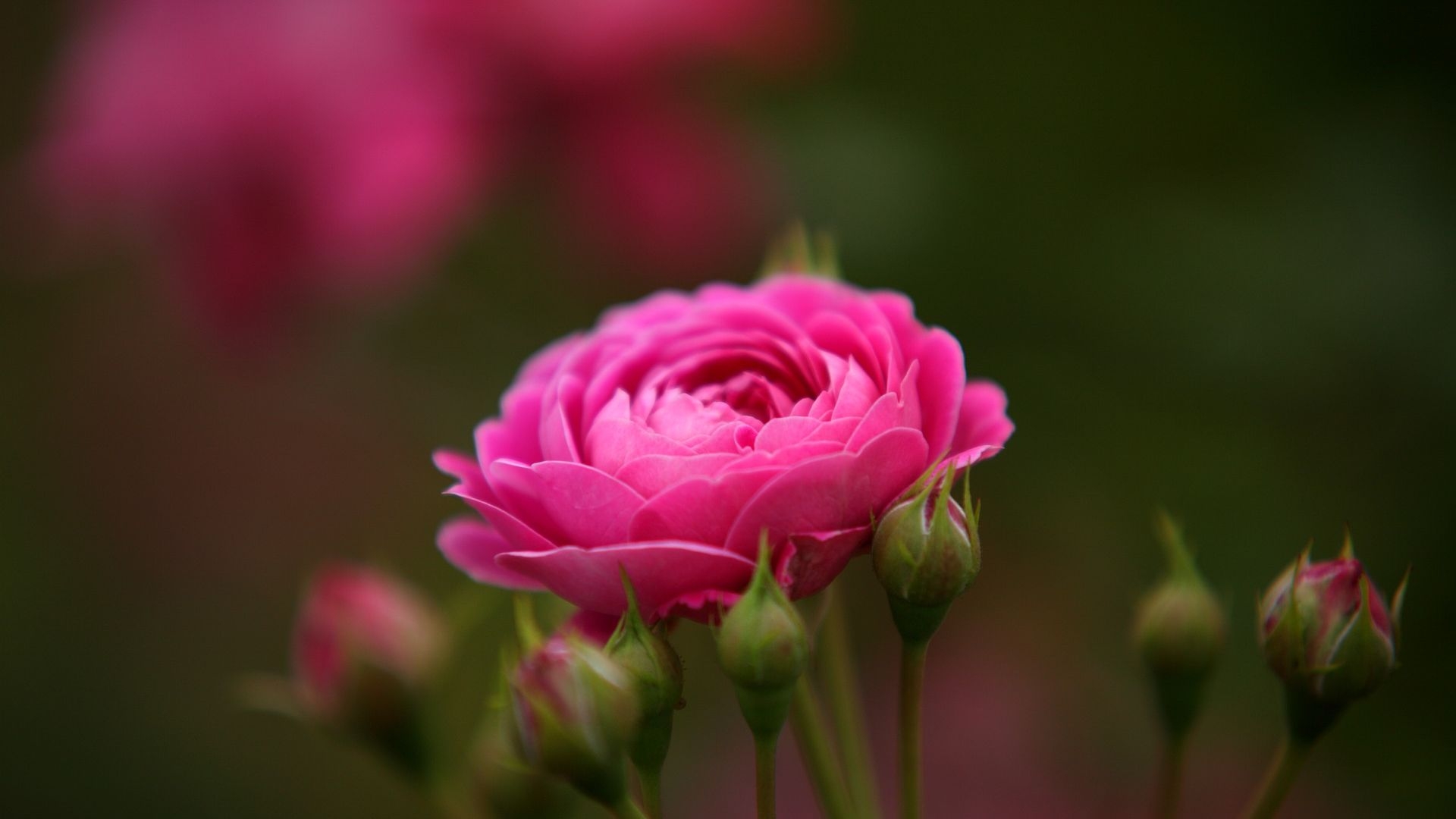 1920x1080 Pink Rose Wallpaper, Awesome Nature Pink Rose Wallpaper, Desktop