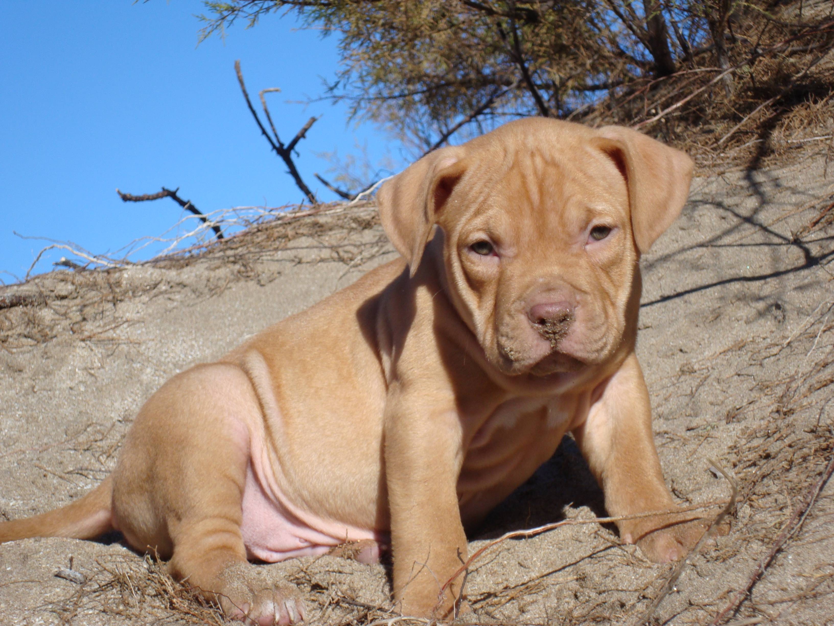 3270x2450 Red Nose Pitbull And Cat Wrestling Jpg, Desktop