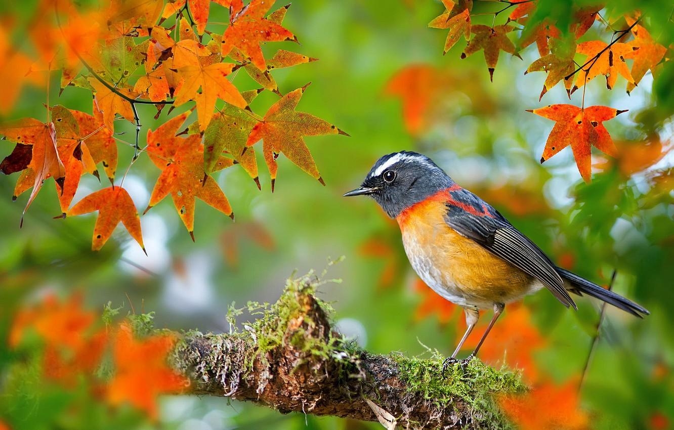 1340x850 Wallpaper autumn, leaves, macro, bird, moss, branch, Desktop