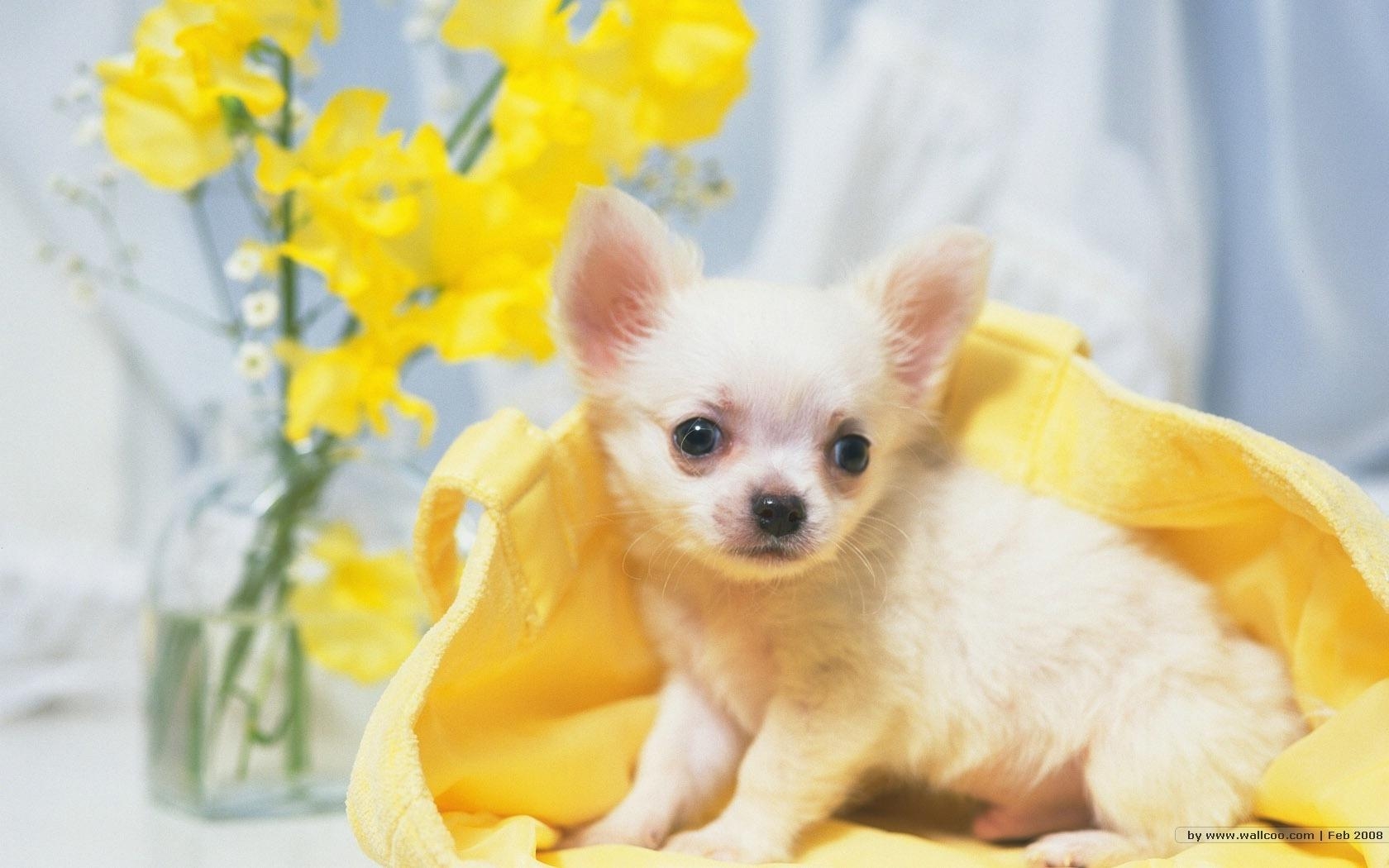 1680x1050 Chihuahua Wallpaper #XPKT57C, Desktop