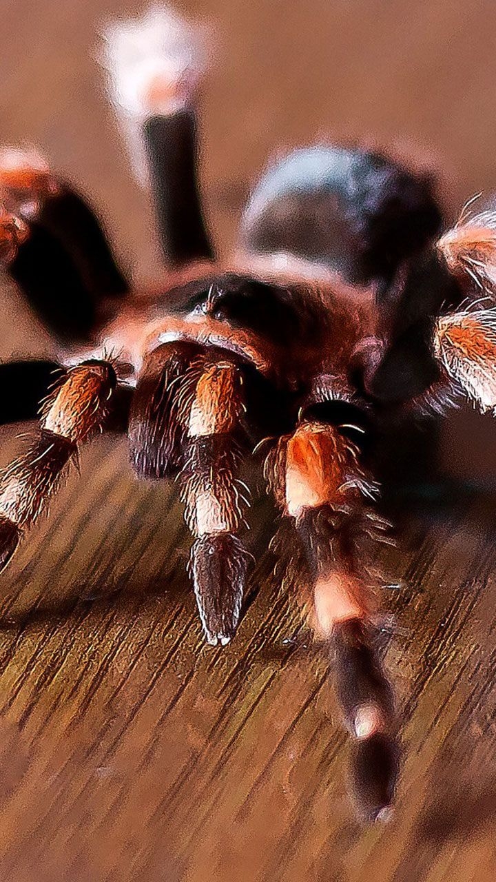 720x1280 Happy APPS: Tarantula Live Wallpaper, Phone