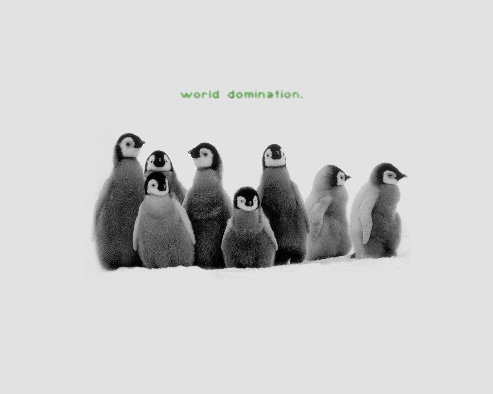 1600x1280 Penguin HD Wallpaper, Desktop