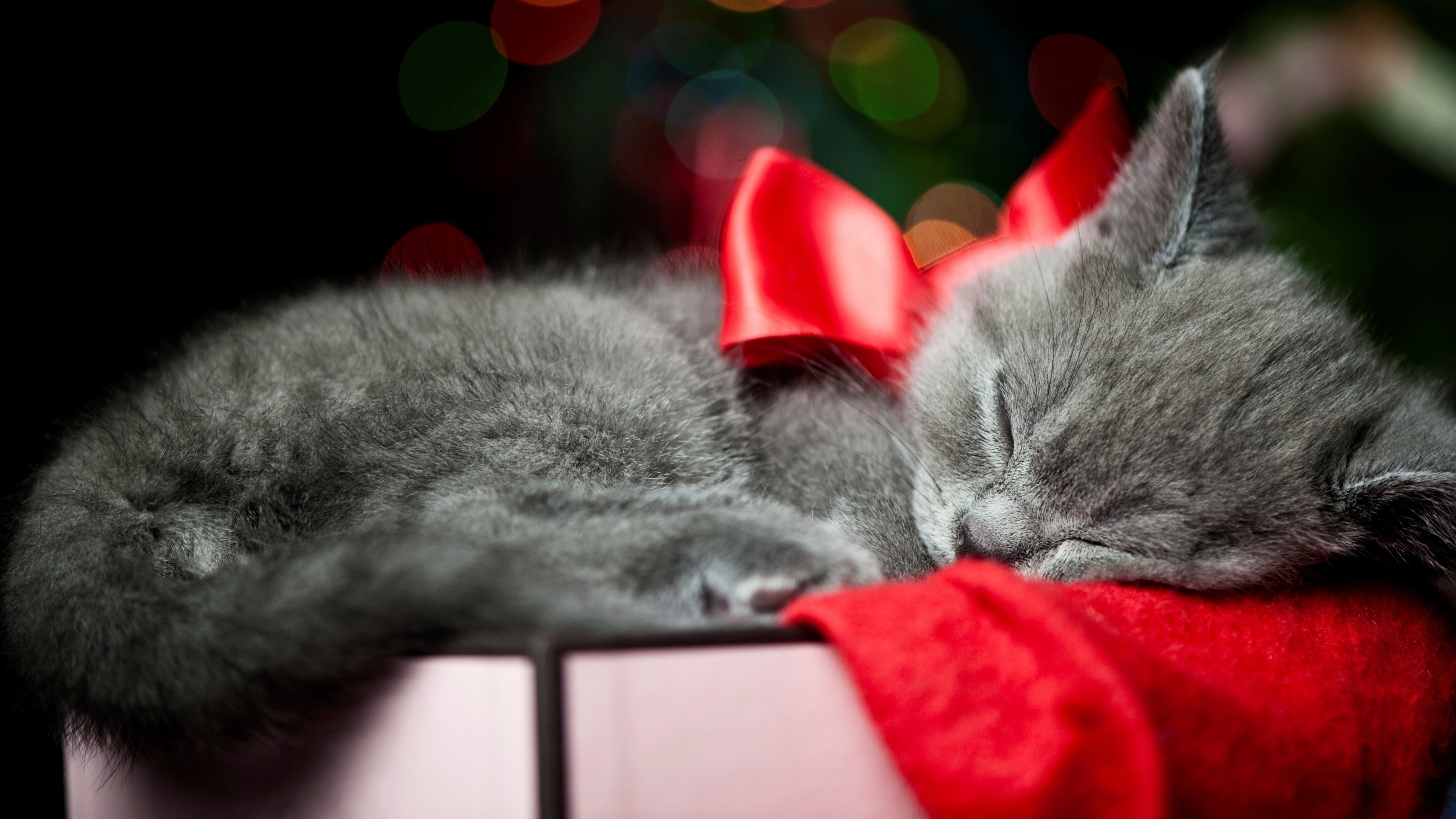 3840x2160 Christmas Cat Wallpaper, Desktop