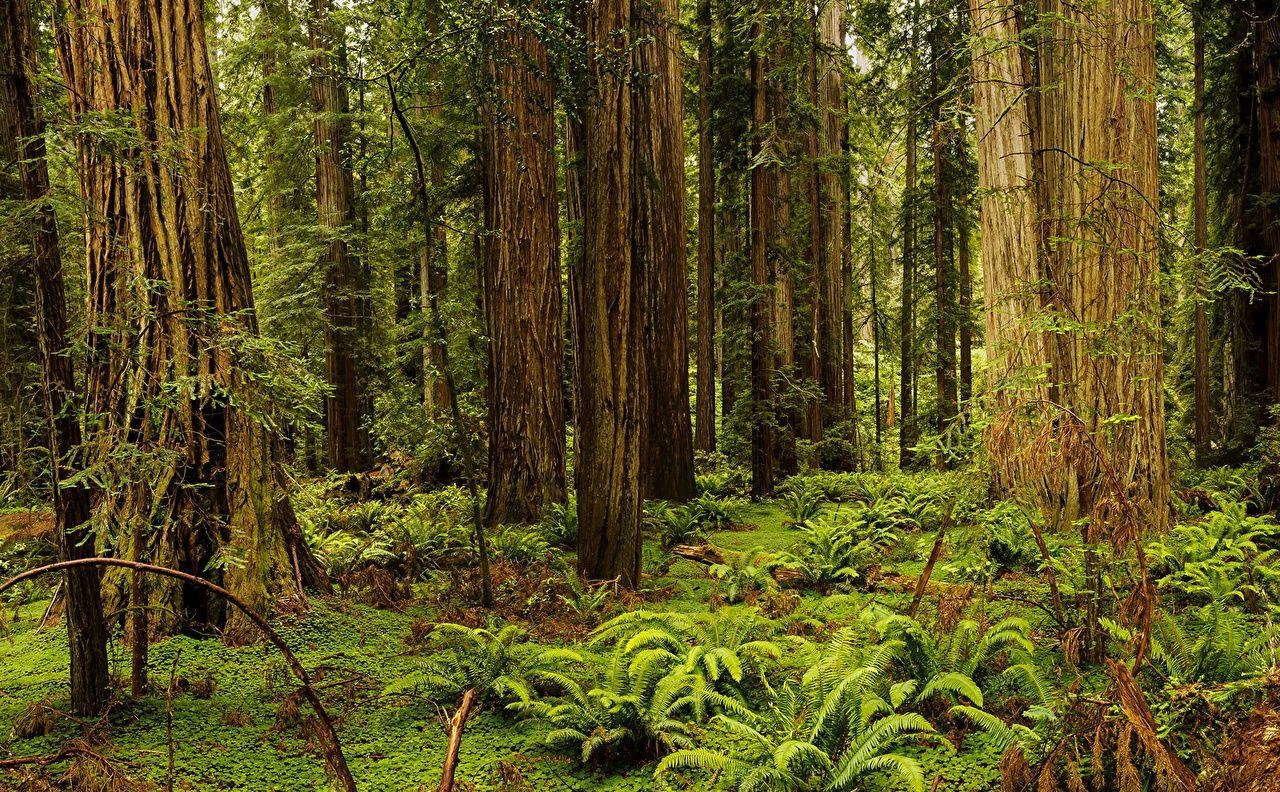 1280x800 image California USA Redwood National And State Parks Nature, Desktop