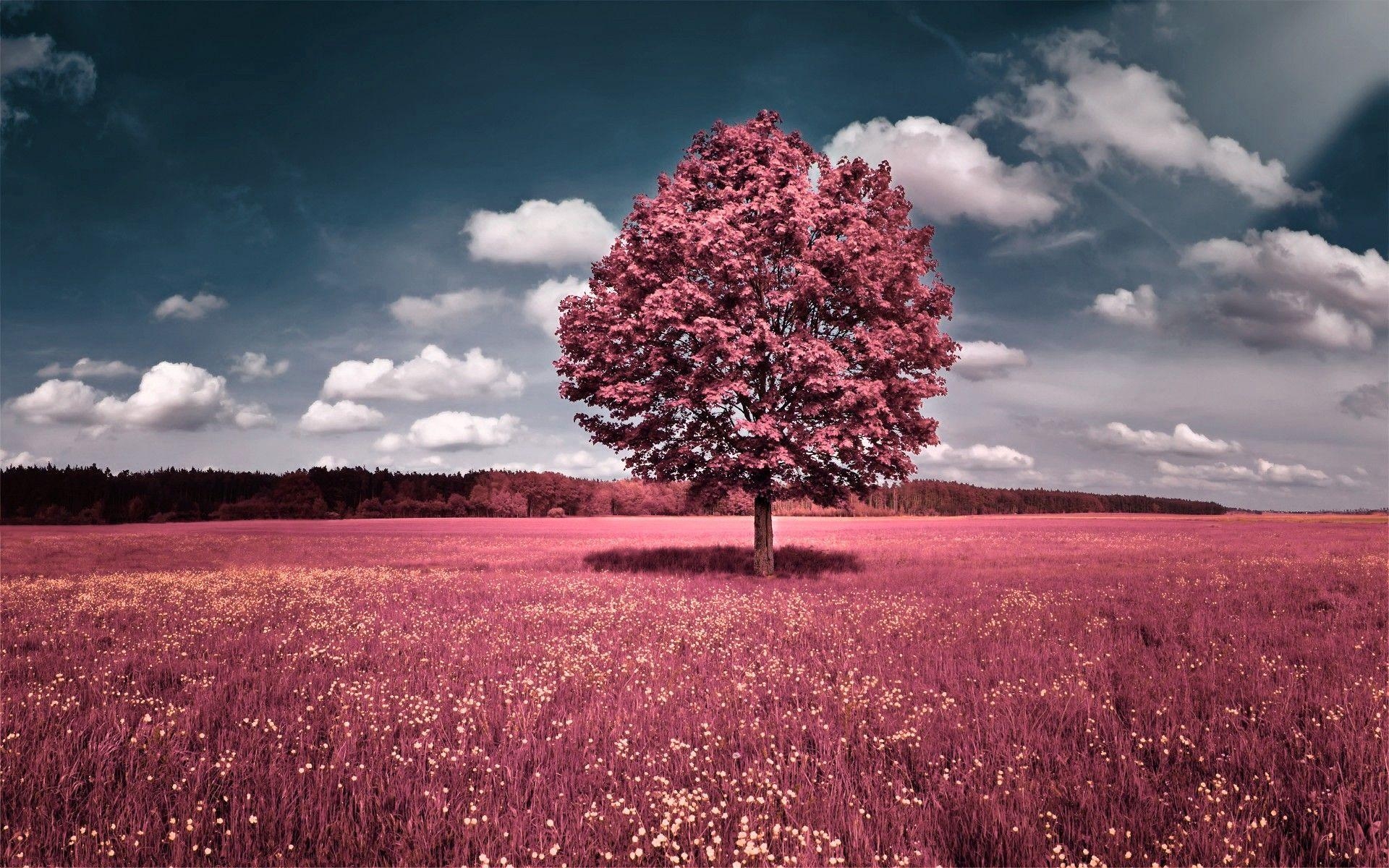 1920x1200 Beautiful pink flower field tree. Beautiful Nature, Desktop