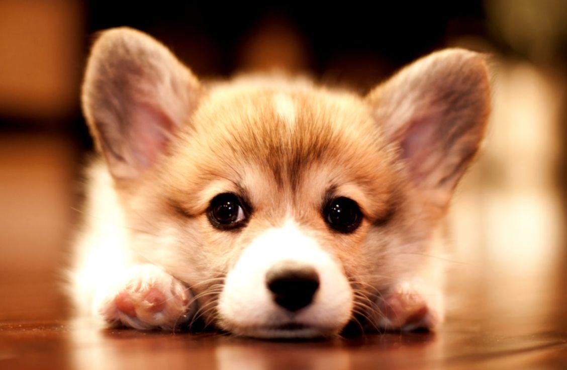 1130x740 Cute Corgi Puppy Wallpaper, Desktop