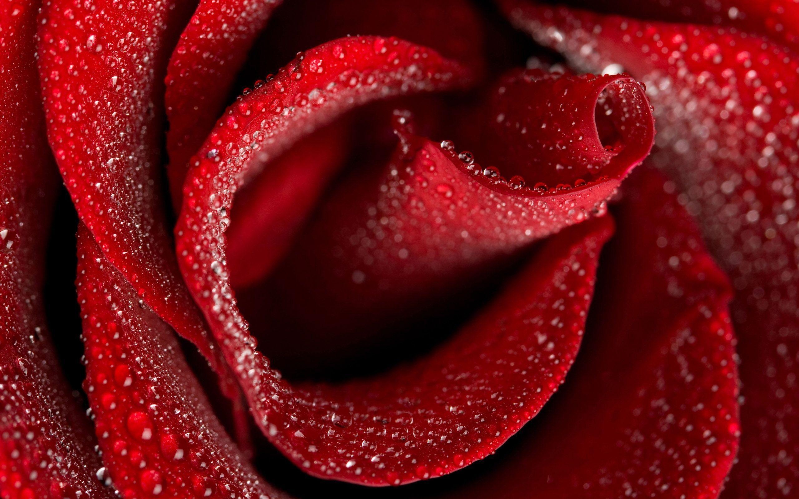 2560x1600 Roses Wallpaper and Background, Desktop