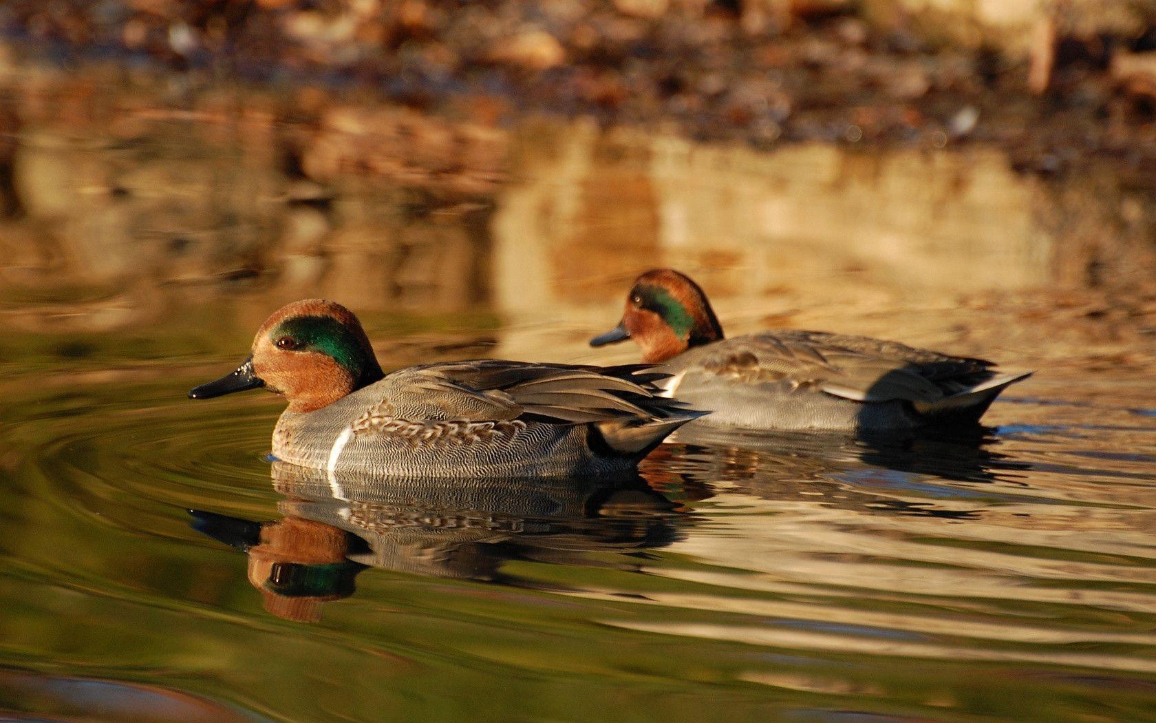 1680x1050 Suzanne Britton Nature Photography: Waterfowl Wallpaper Only, Desktop