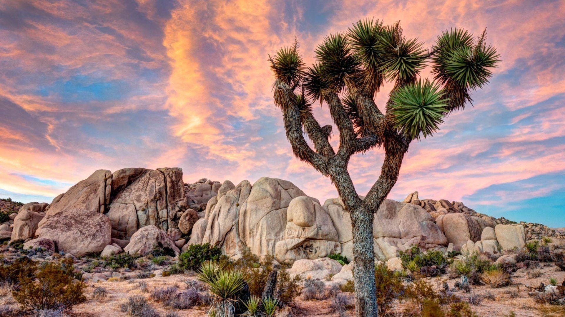 1920x1080 Joshua Tree National Park HD Wallpaper. Background, Desktop