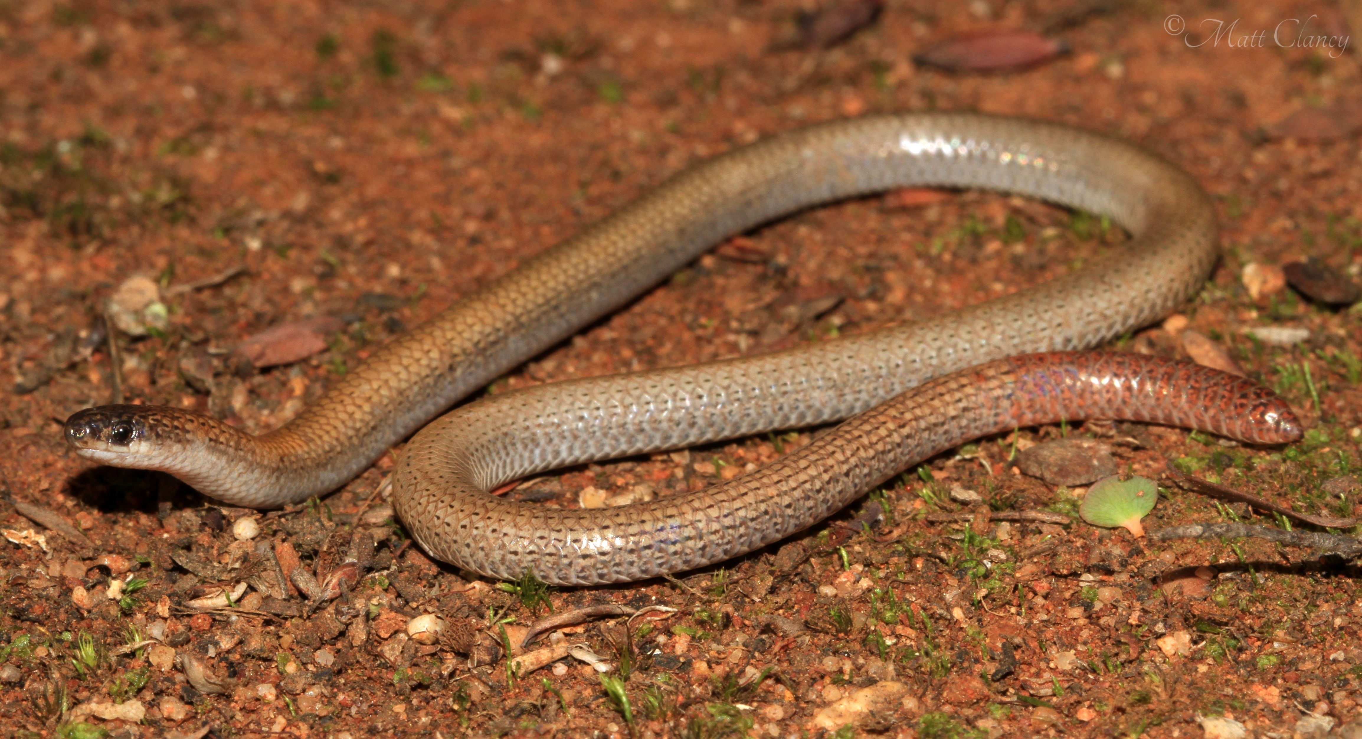 4620x2510 Image result for pink tailed worm lizard. Reptiles, Animals, Desktop