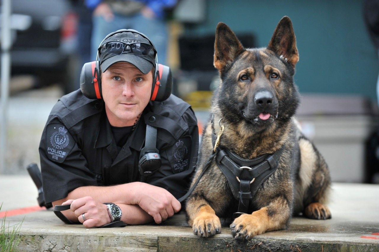 1280x860 Picture of k9 Police Dogs, Desktop