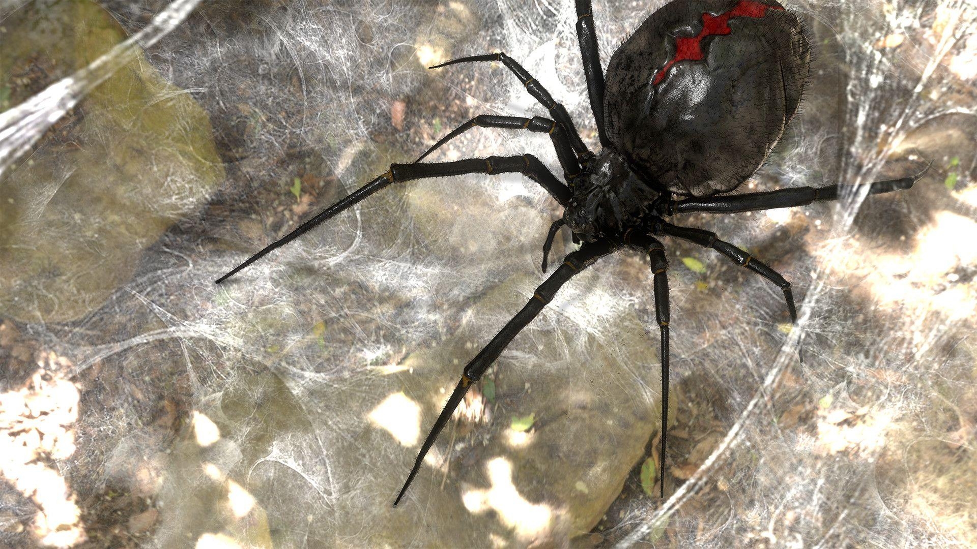 1920x1080 Lucas Planchon hairy black widow, Desktop