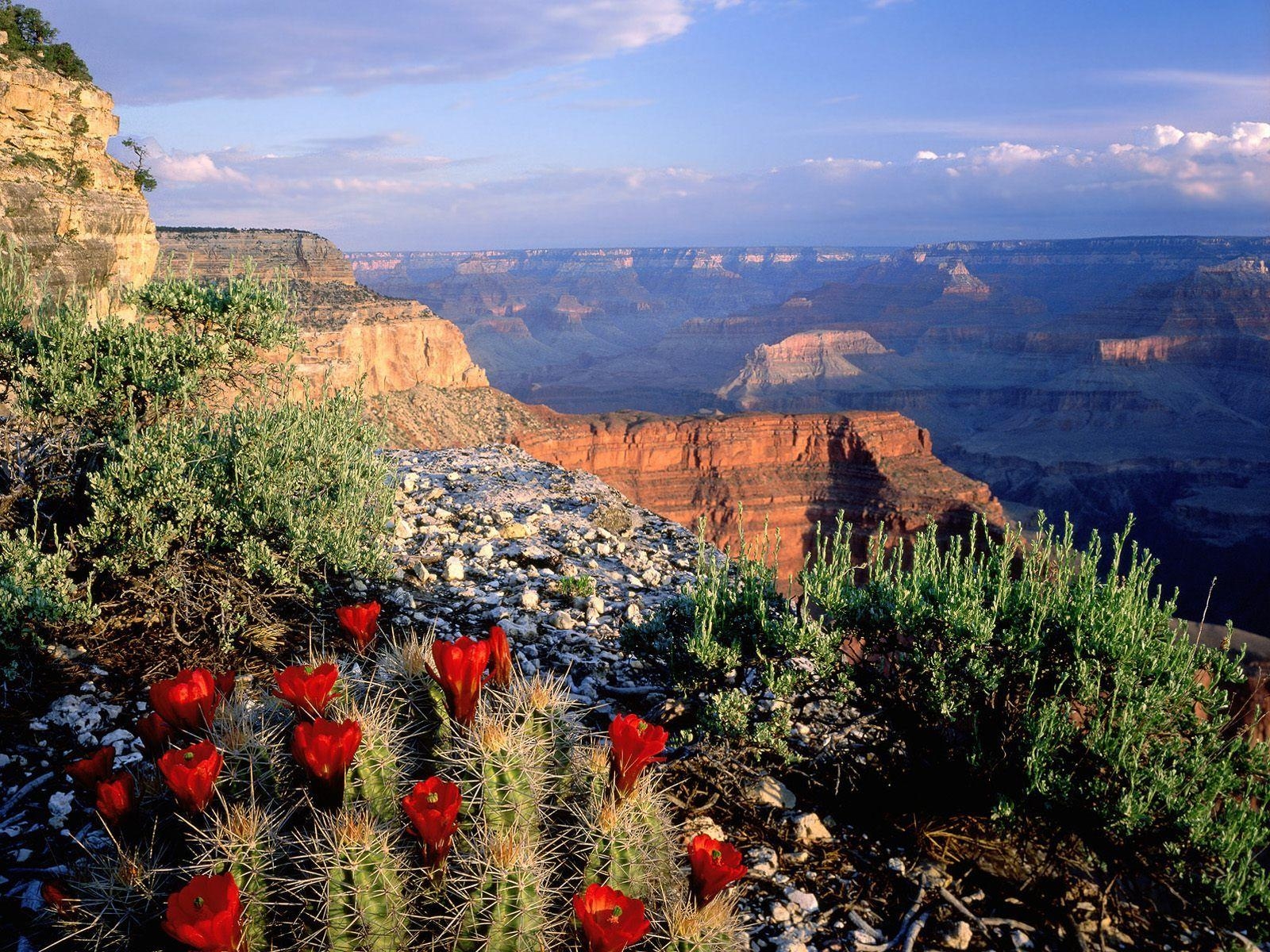 1600x1200 Claret Cup Cactus, Grand Canyon National Park, A. Nature Desktop, Desktop