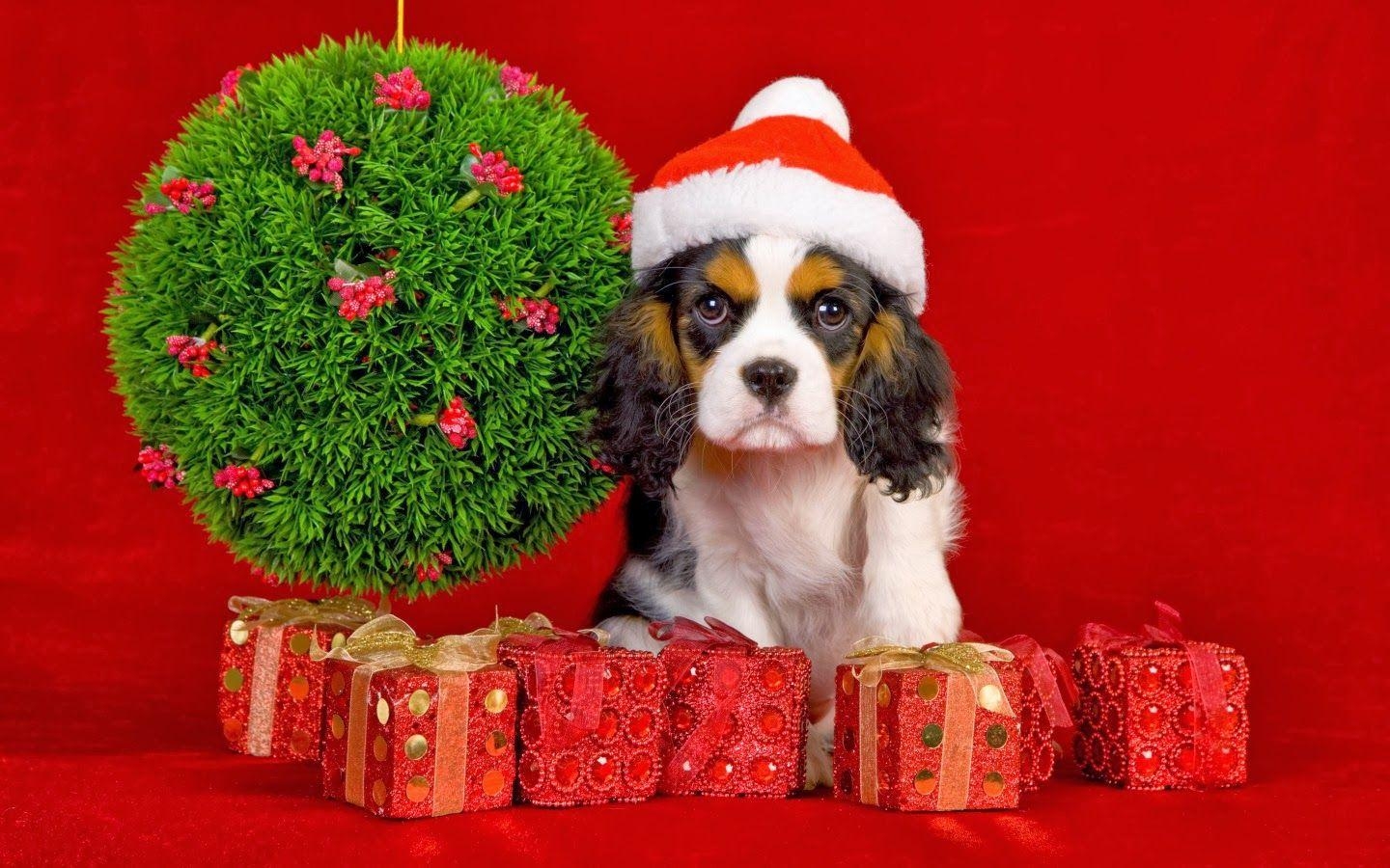 1440x900 My Christmas gift for dog lovers wallpaper desktop, Desktop