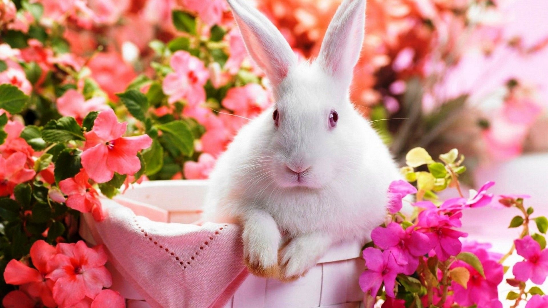 1920x1080 Cute Rabbit Wallpaper HD. Best HD Wallpaper. Rabbit wallpaper, Easter wallpaper, Bunny wallpaper, Desktop