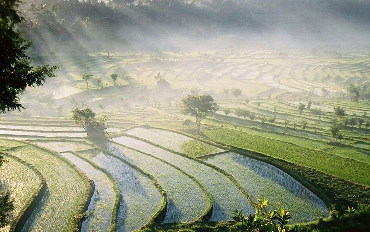 1280x810 Bali Rice Fields wallpaper. Bali Rice Fields, Desktop