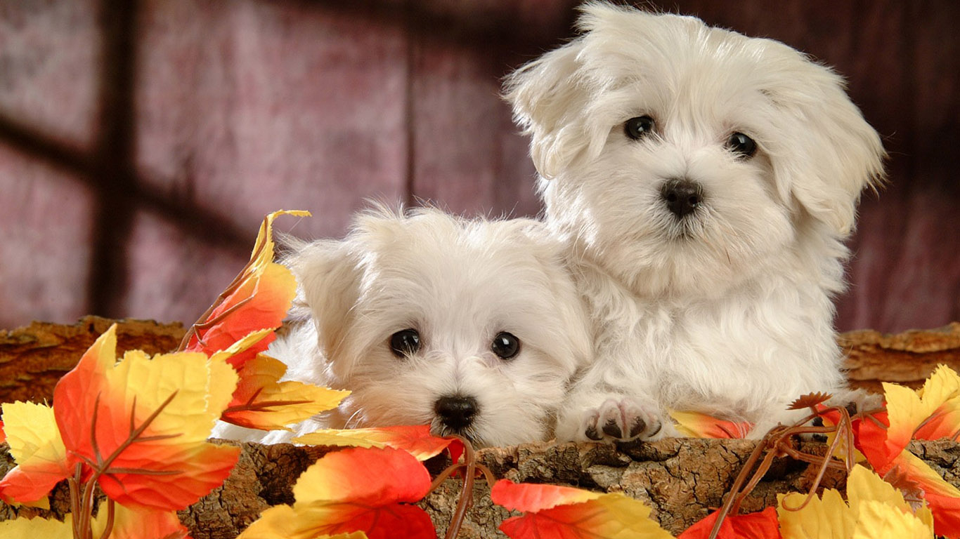 1370x770 Two cute dogs. Download Cute Dog Wallpaper, Desktop