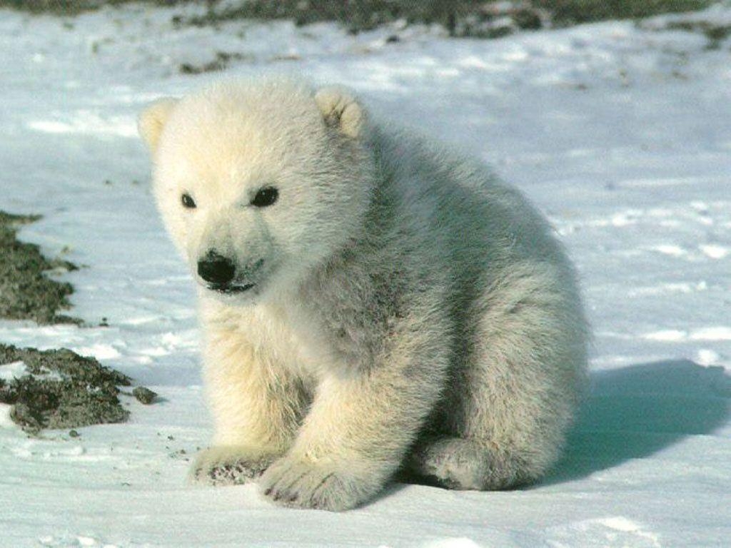 1030x770 Cute polar bear cub Cubs Wallpaper, Desktop