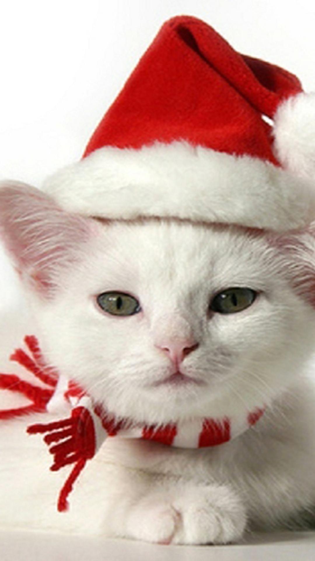 1080x1920 Christmas Kittens Wallpaper With Christmas Hat, Phone