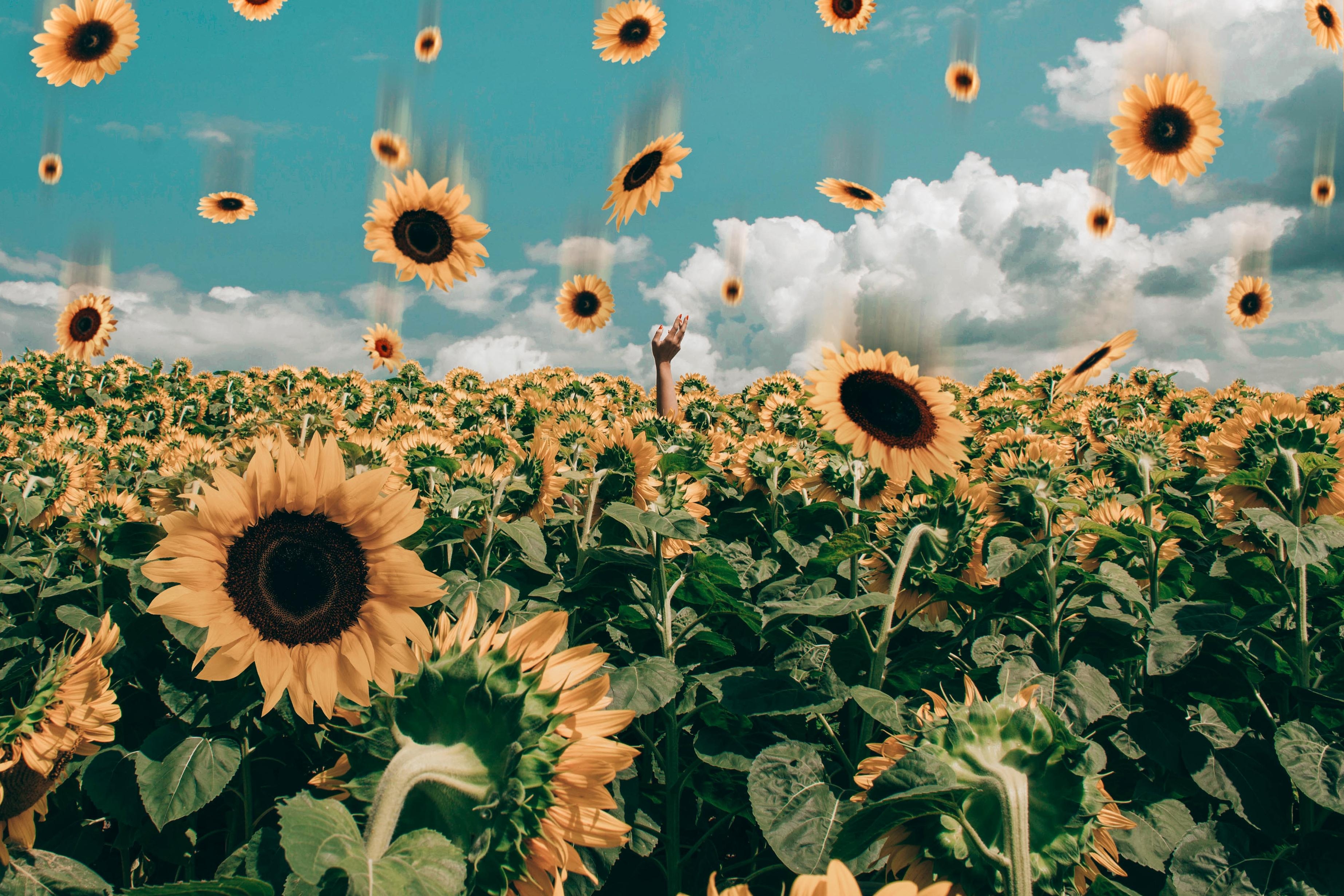 3700x2470 Sunflower Desktop Wallpaper Aesthetic, Desktop