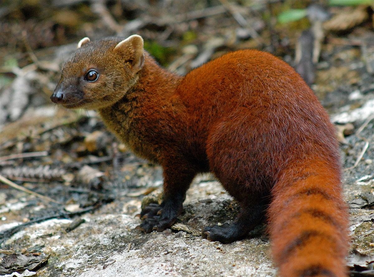 1200x890 Mongoose Wallpaper High Quality, Desktop