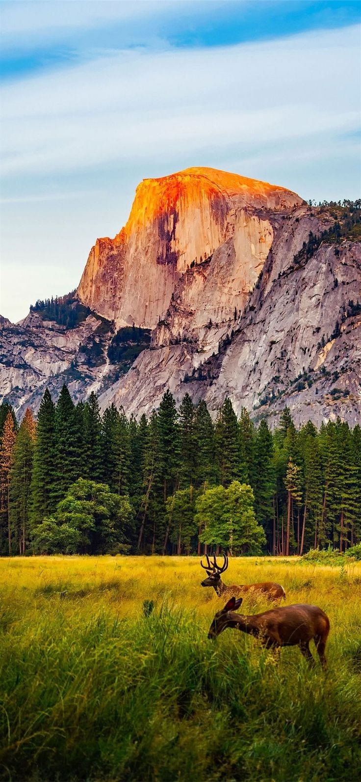 740x1600 Yellowstone National Park, Phone