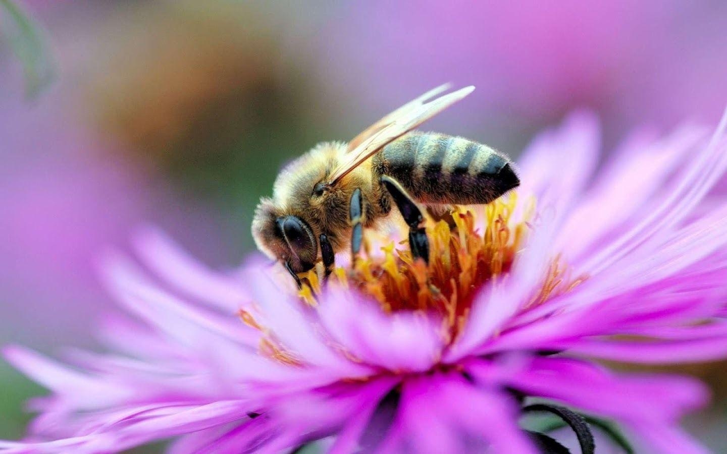 1440x900 Bees Wallpaper Apps on Google Play, Desktop