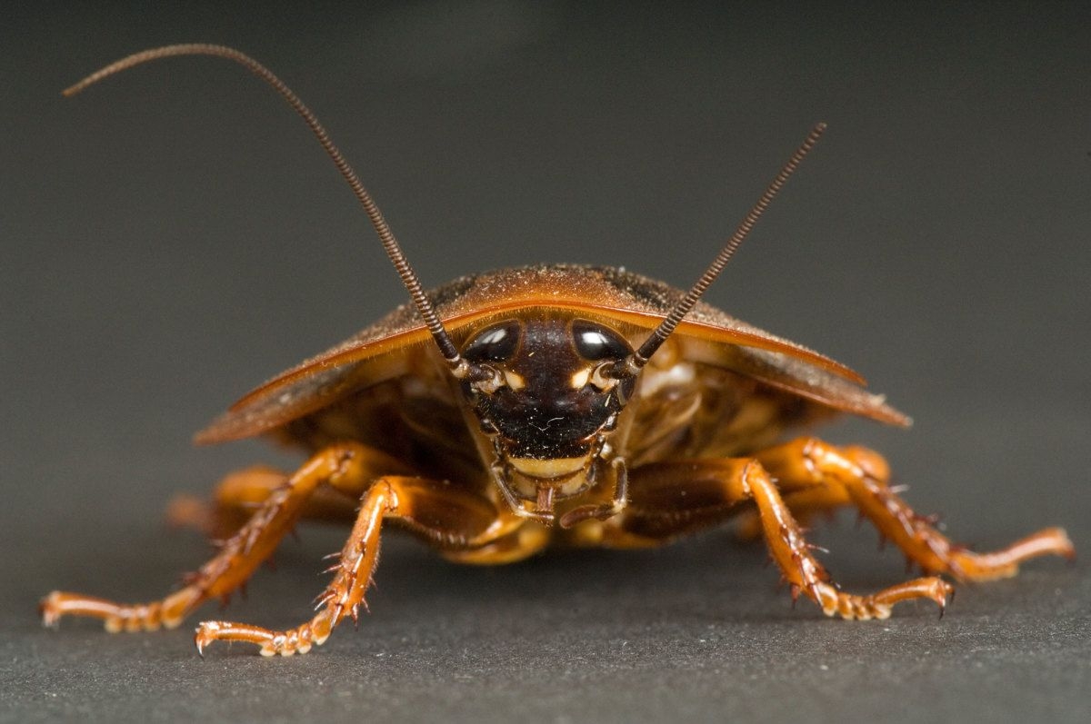 1200x800 Termite Pest Controls: Cockroach Wallpaper, Desktop