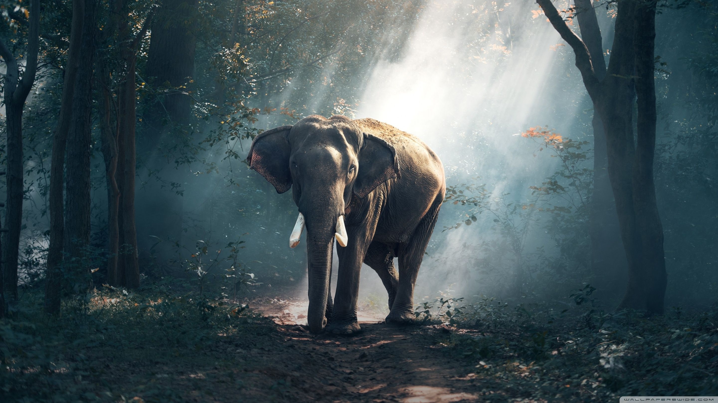 2880x1620 Elephant Wildlife Wallpaper Wallpaper 4k, Desktop