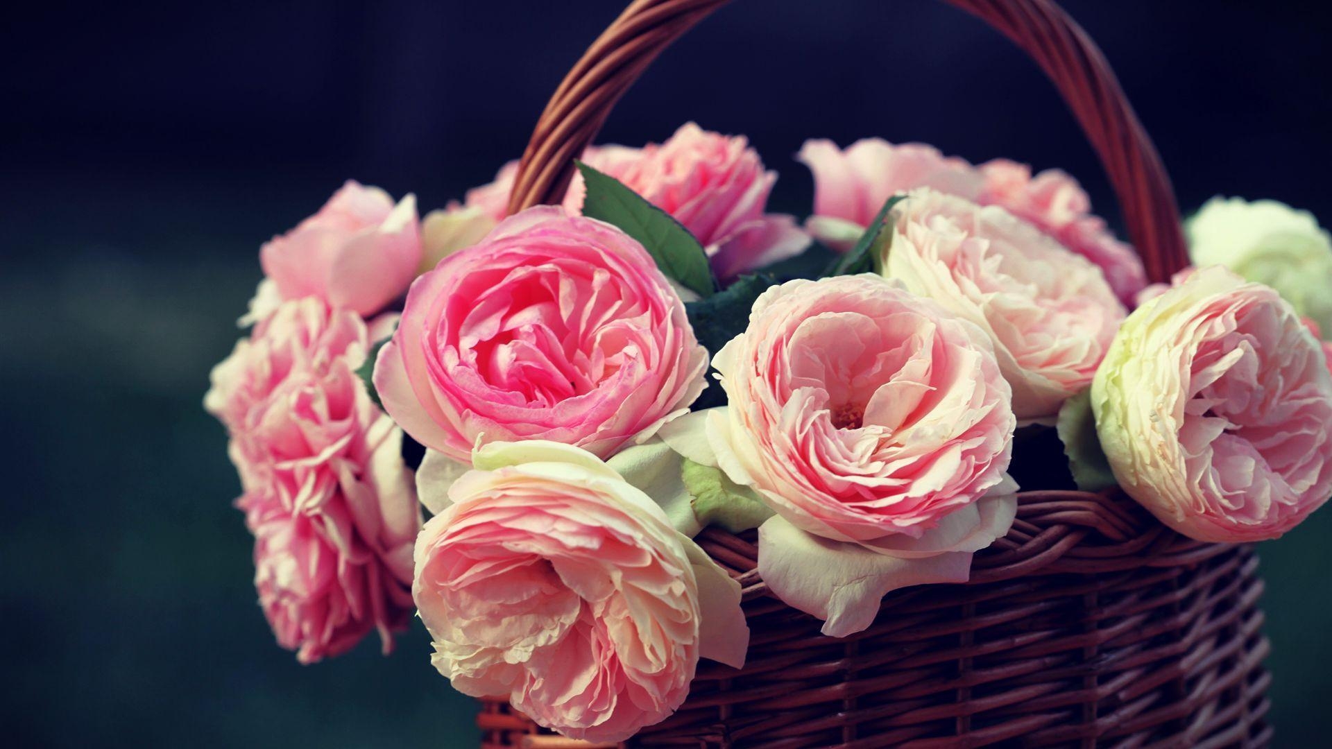 1920x1080 Pink Rose Wallpaper Design, Desktop