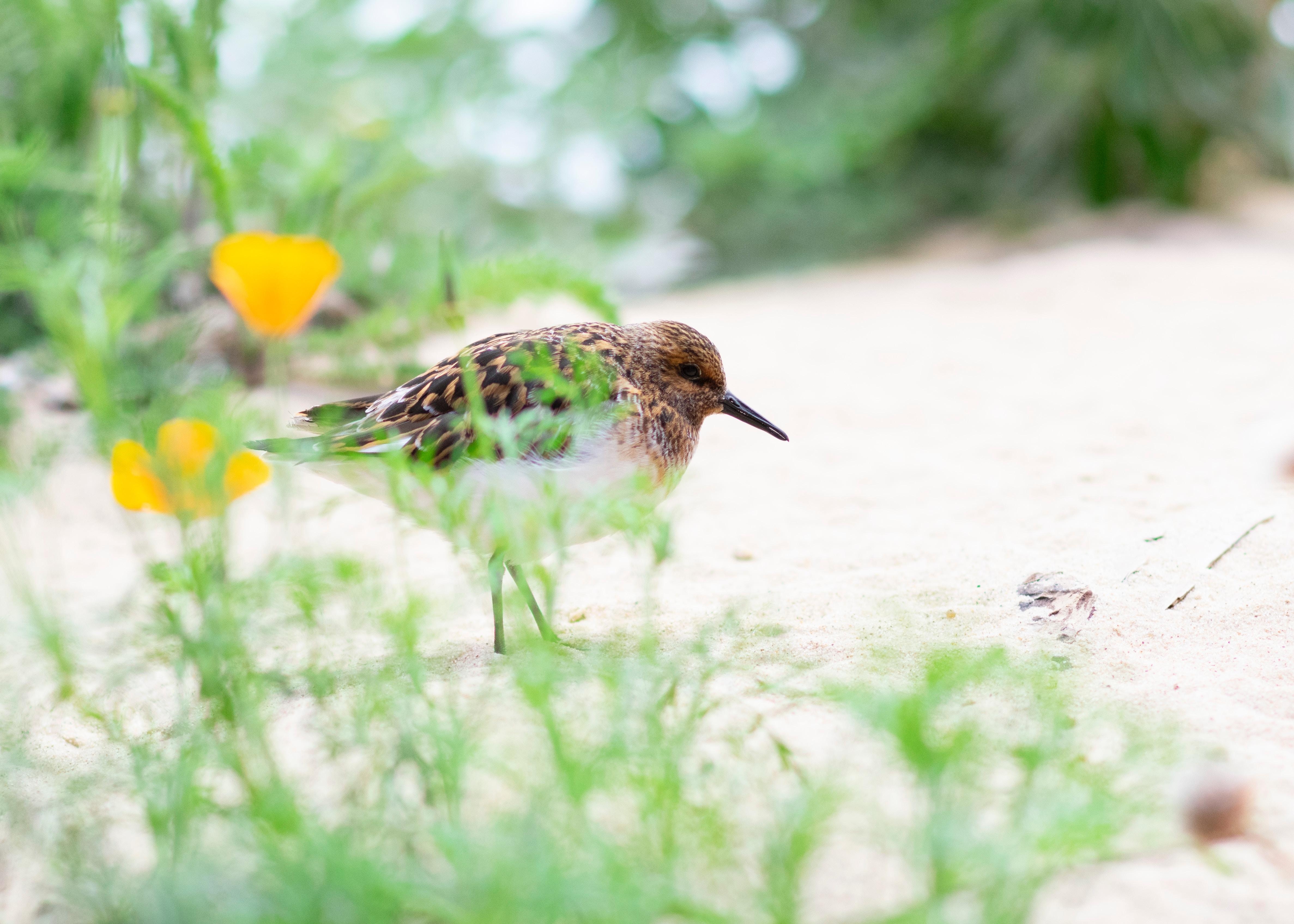 4750x3400 Sandpiper Picture. Download Free Image, Desktop