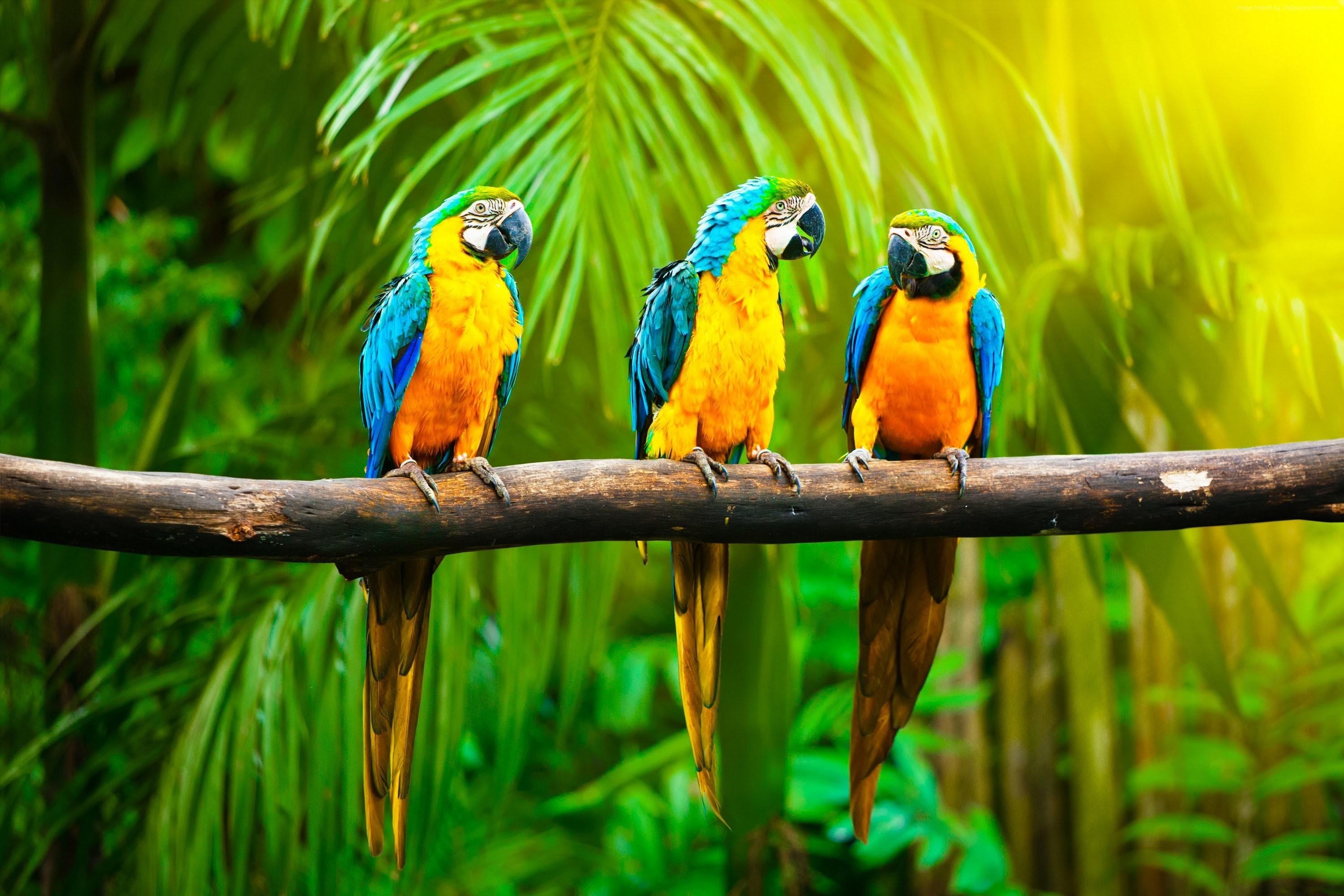 3000x2000 Macaw Parrot Wallpaper, Desktop