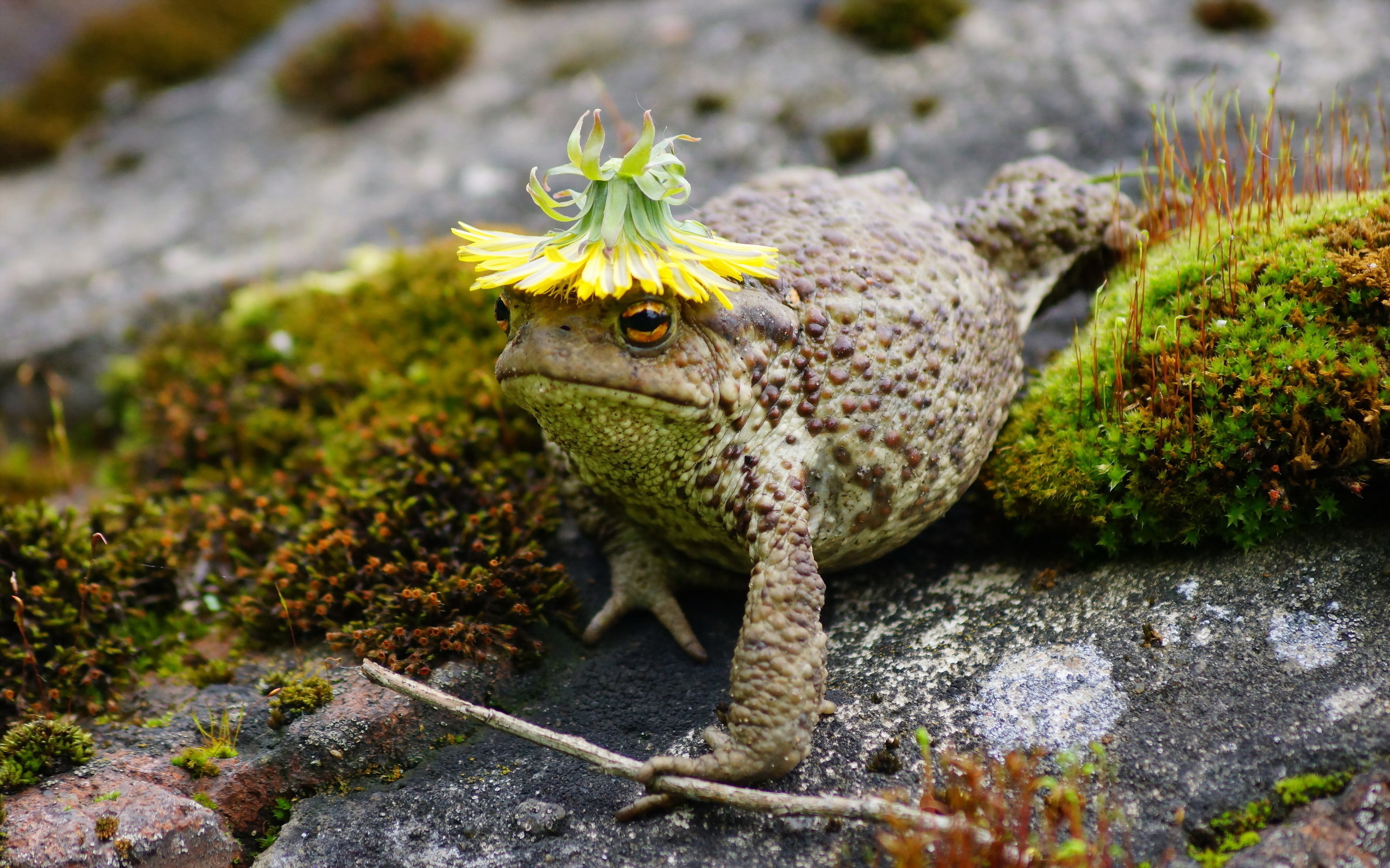 2560x1600 Toad HD Wallpaper and Background, Desktop