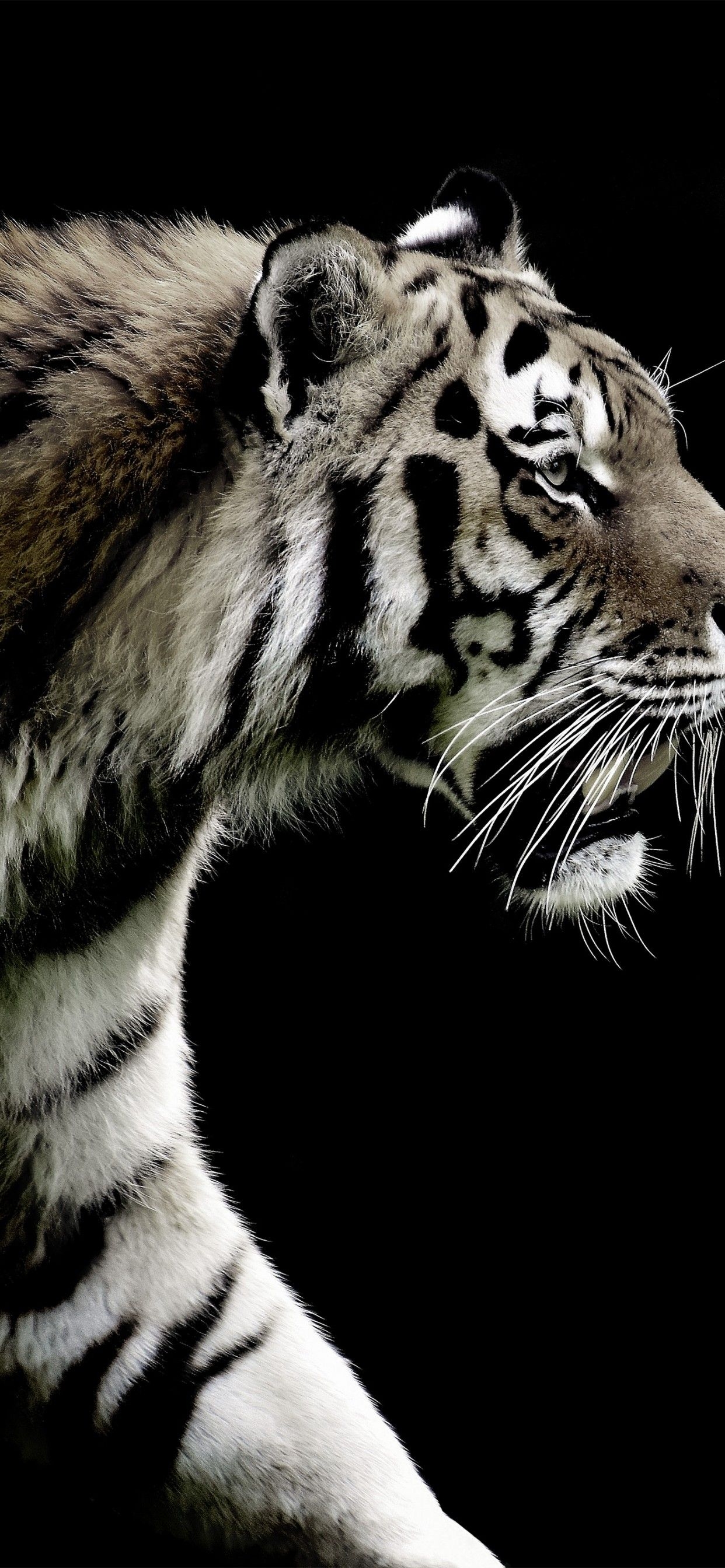 1250x2690 Tiger 4K Wallpaper, Brick wall, Wild animals, Animals, Phone