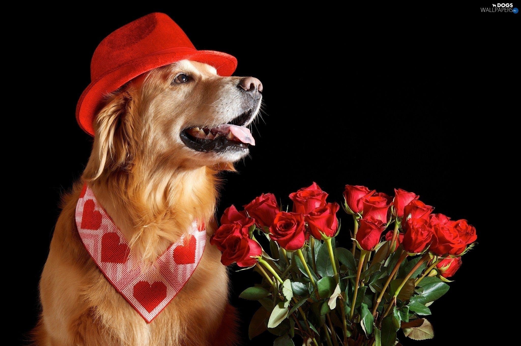 2050x1370 Valentine Dog Wallpaper Free Valentine Dog, Desktop