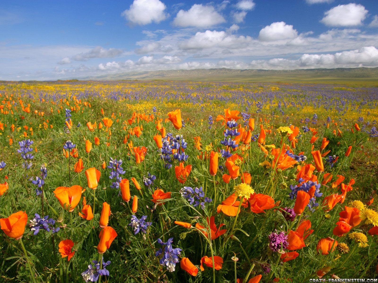 1600x1200 Flowers For > Spring Wildflowers Wallpaper, Desktop