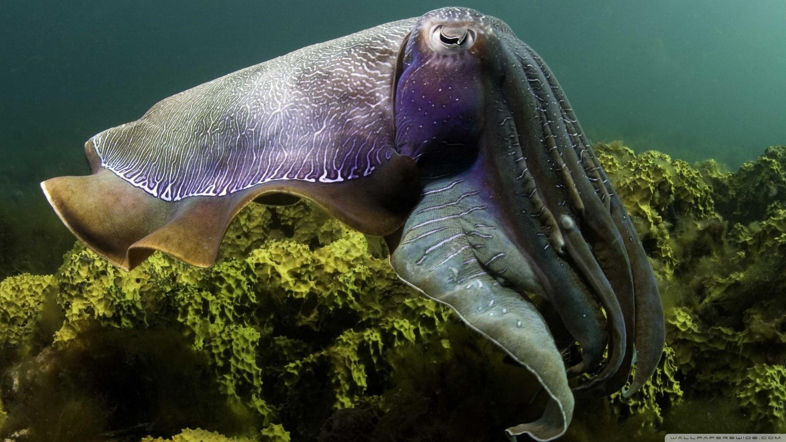 2560x1440 Cuttlefish Wallpaper. Cuttlefish, Desktop