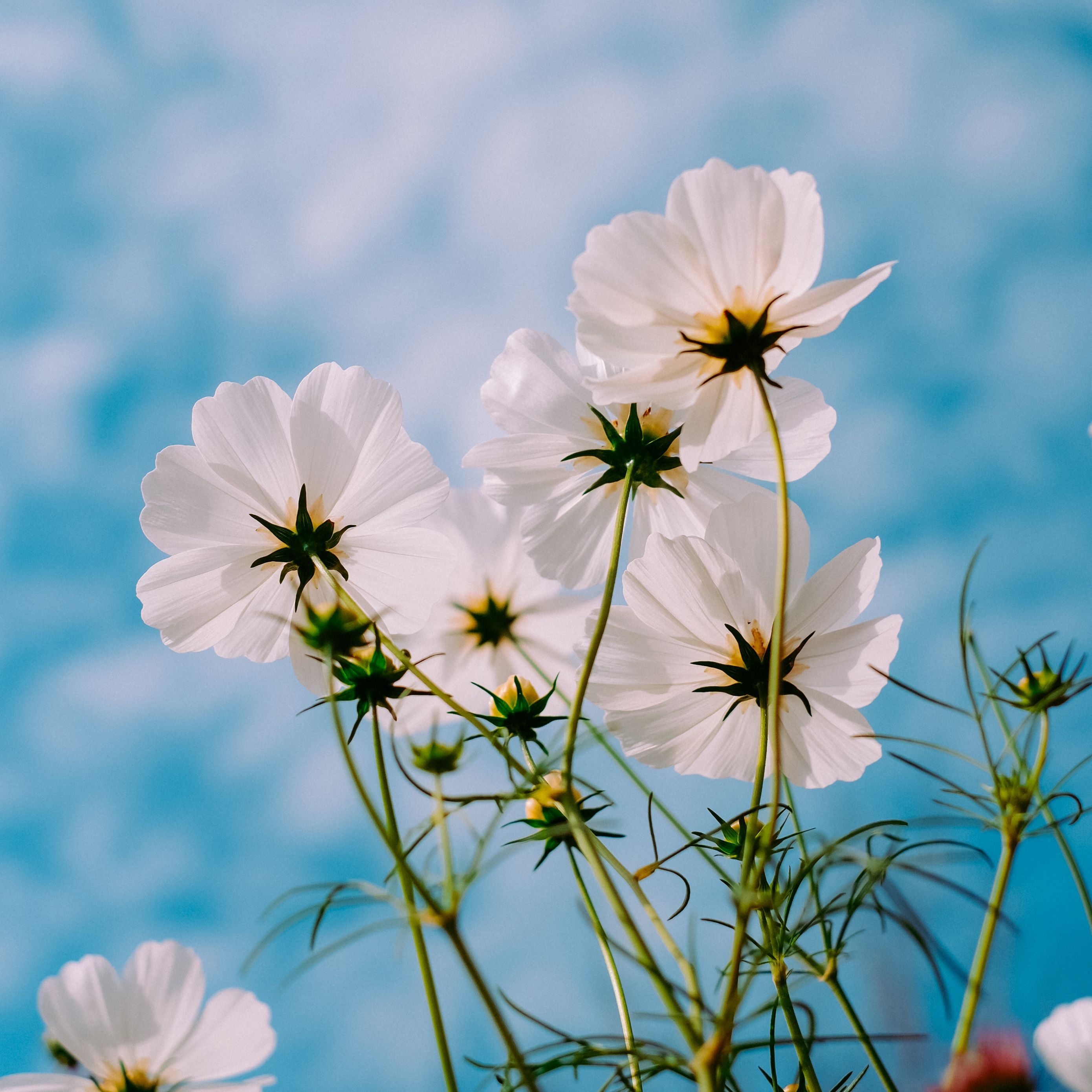 2780x2780 Download wallpaper  cosmos, flowers, white, petals, sky, summer ipad air, ipad air ipad ipad ipad mini ipad mini ipad mini ipad pro 9.7 for parallax HD background, Phone