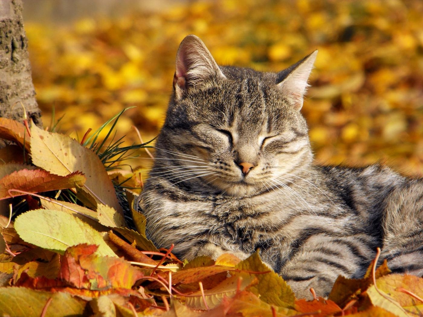 1400x1050 Autumn Cat HD Cover Bernd Bernhardsson, Desktop