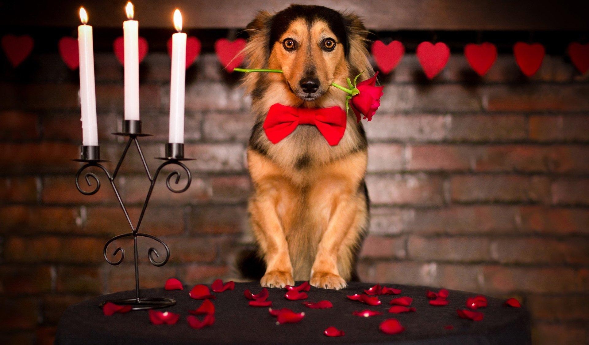 1920x1130 Rose friend dog love mood valentine valentines wallpaper, Desktop