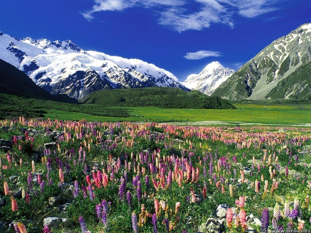 1030x770 Spring Meadow New Zealand Wallpaper, iPhone Wallpaper, Facebook, Desktop