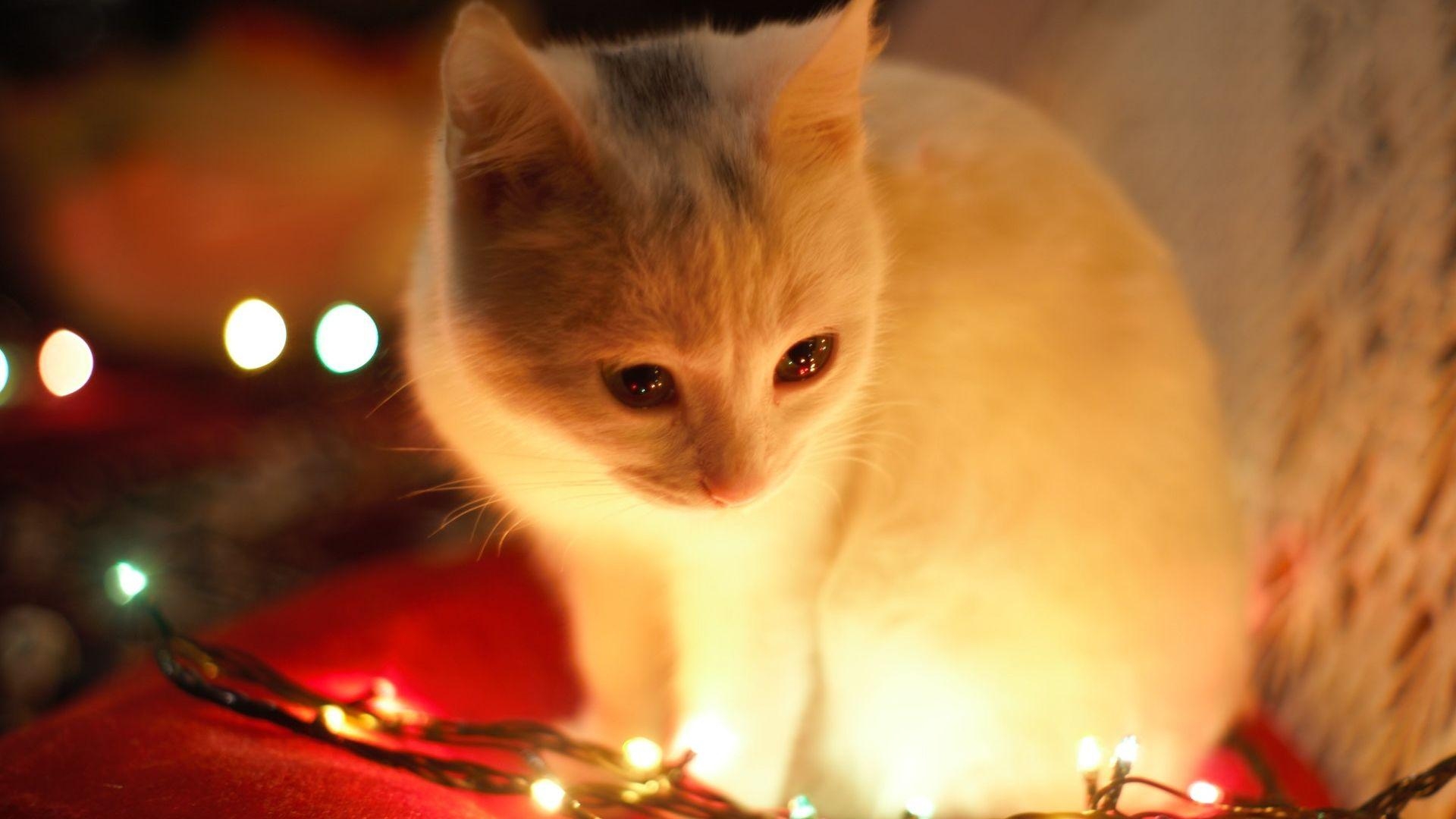 1920x1080 Cute White Cat Besides Christmas Lights Wallpaper, Desktop