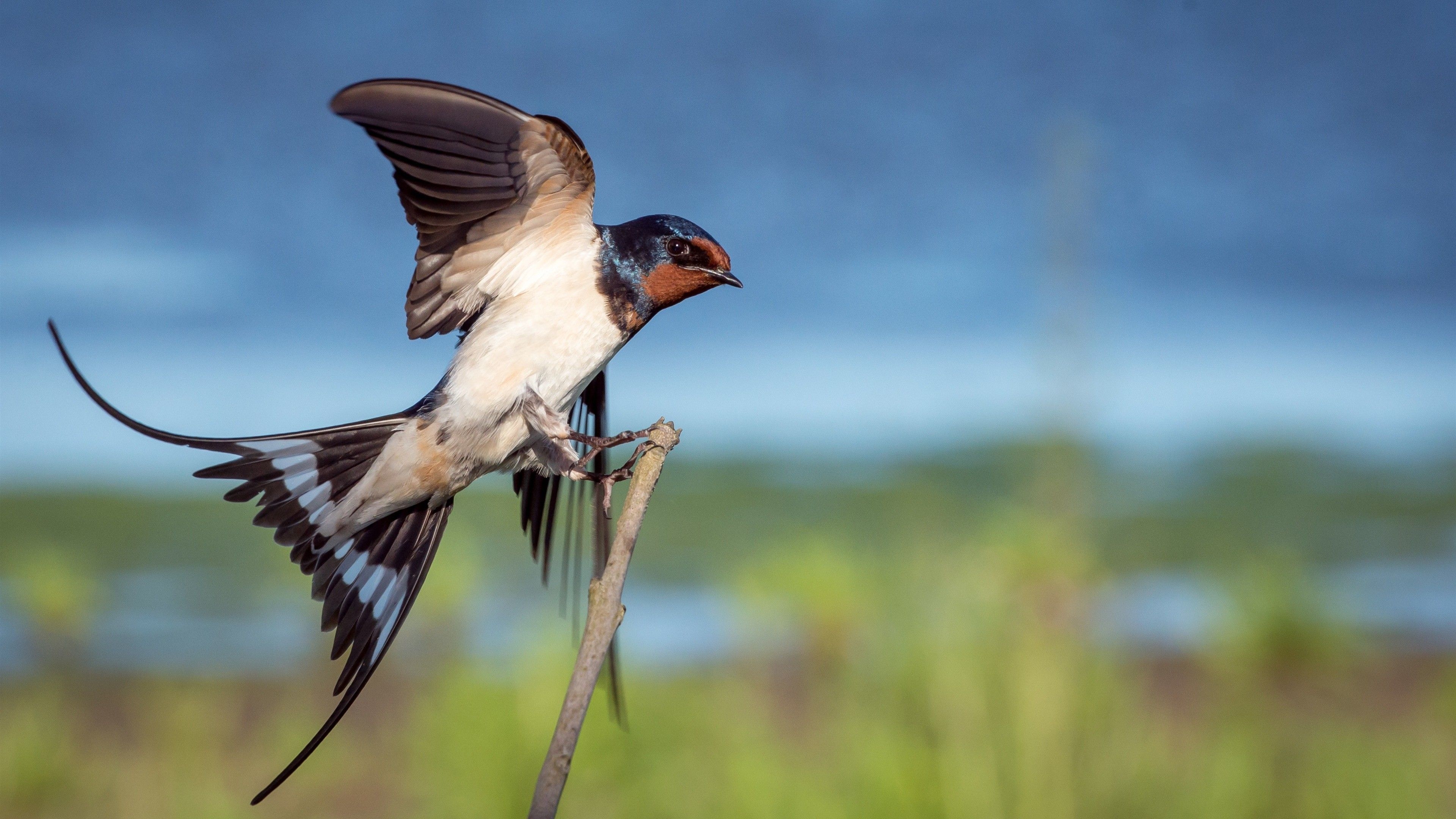 3840x2160 4K Wallpaper Background of Beautiful Bird, Desktop