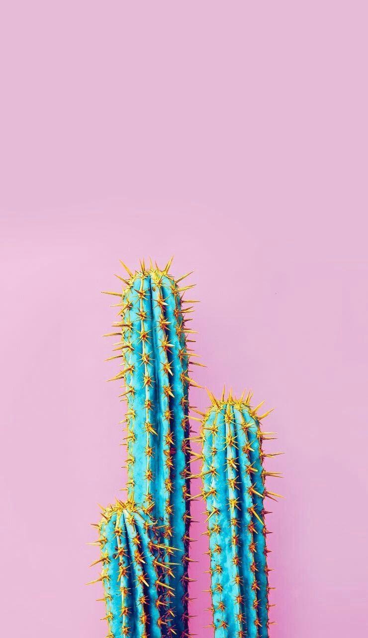 740x1280 iPhone Wallpaper: Cactus iPhone Wallpaper. Views. iPhone, Phone